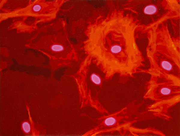 muskelstammzellen skizze 2002, oil/ paper, 22 x 27 cm